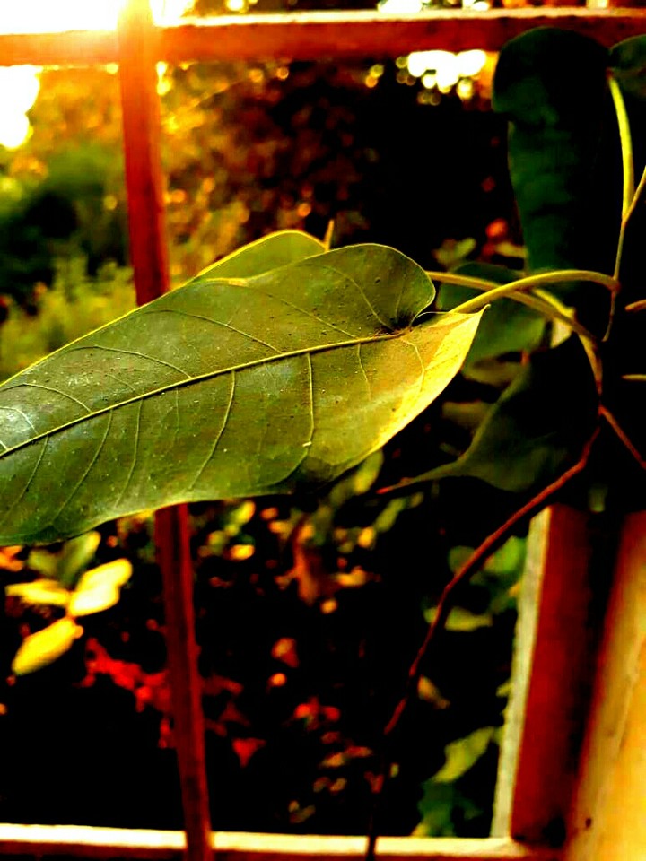 nature