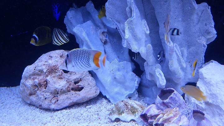 魚