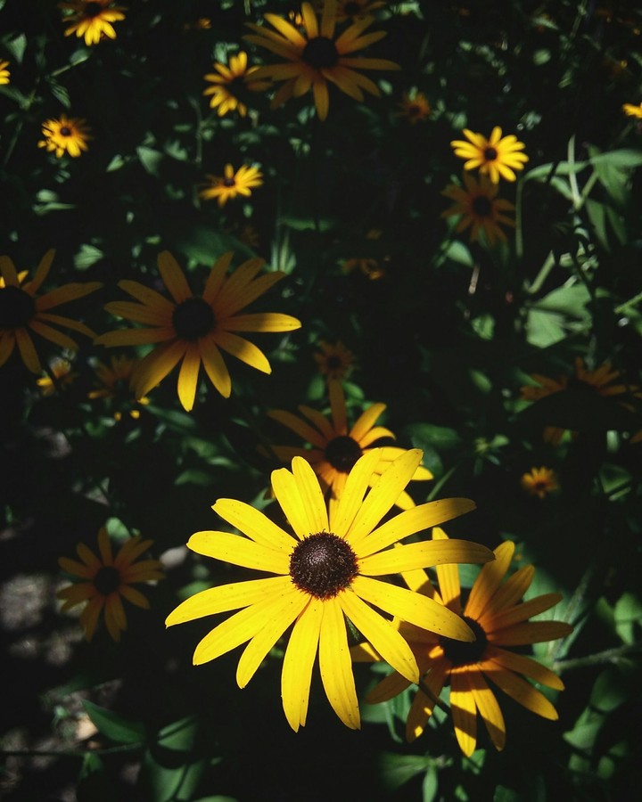 yellow camomiles