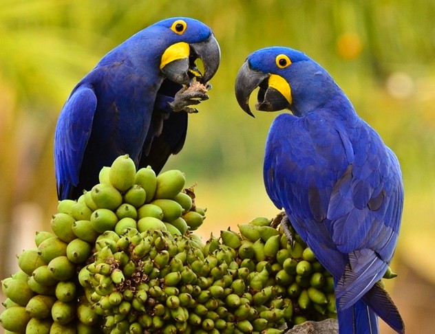 arara Blue