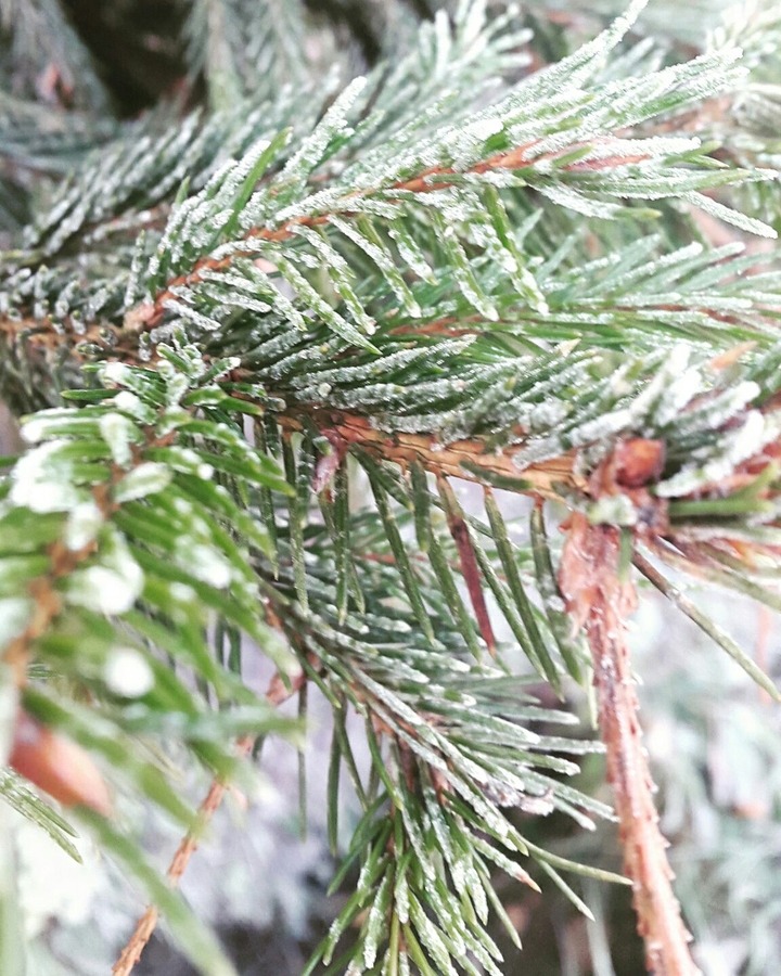 tree