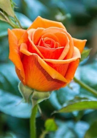 rose