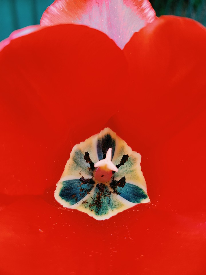Tulpe