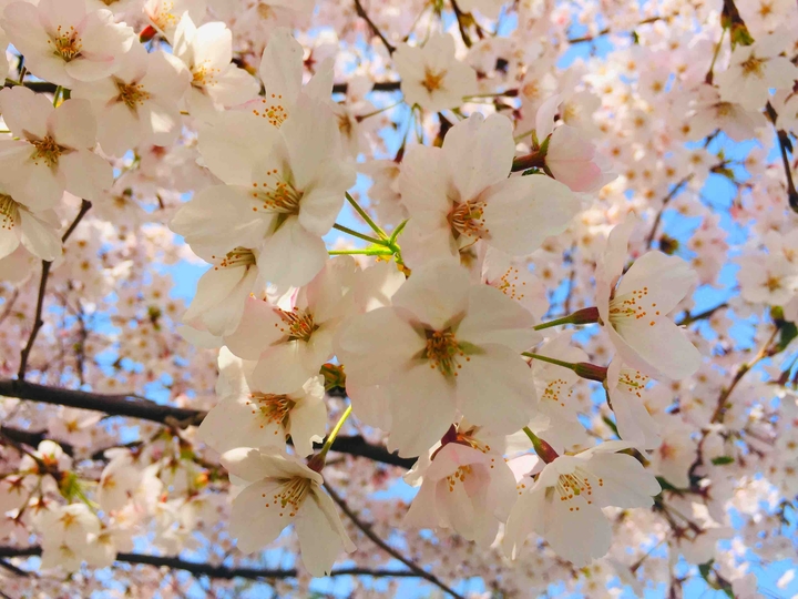 cherry blossom