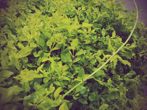 garden leaf