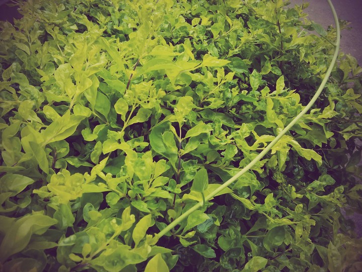 garden leaf