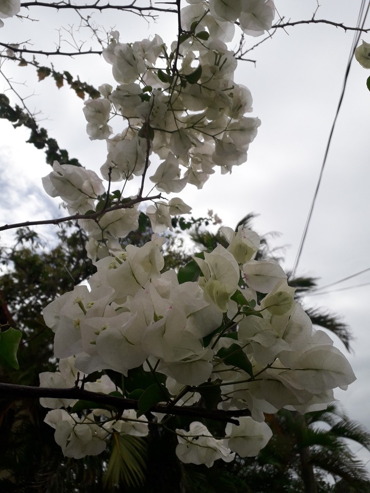 Bougainvillier