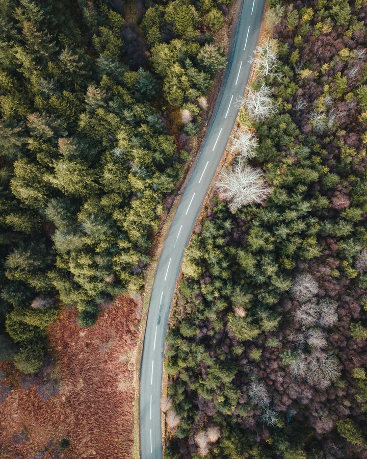 #Road Forest Trees