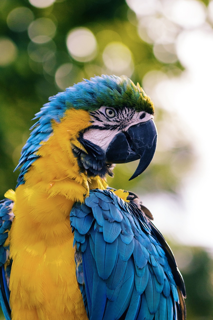 Close up image Of Macaw Parrot