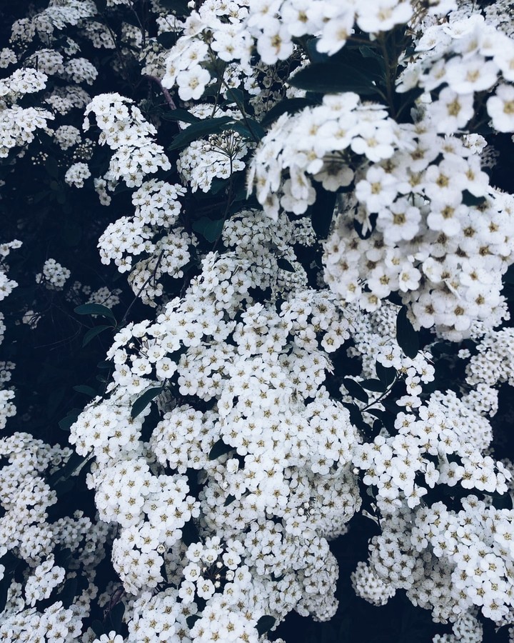 spring bloom