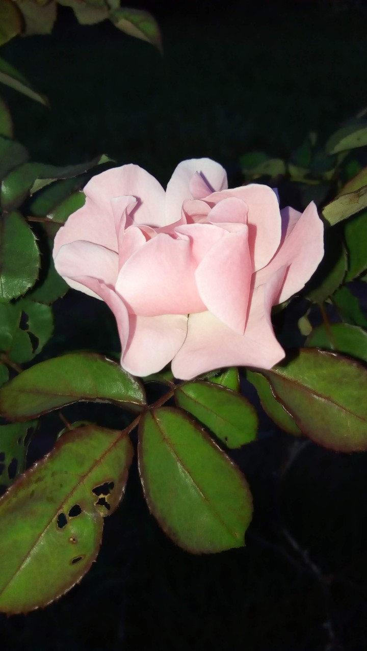 seeking beauty