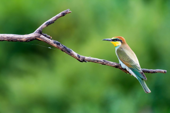 Bee-eater bird