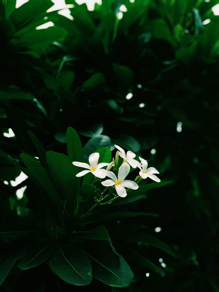 blossom