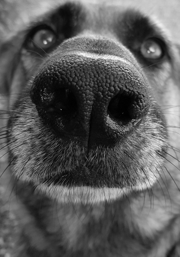 chien