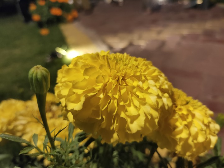 marigold
