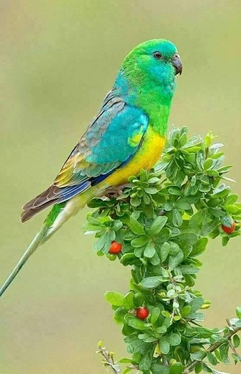 emerald