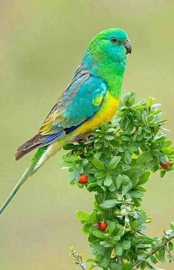 emerald