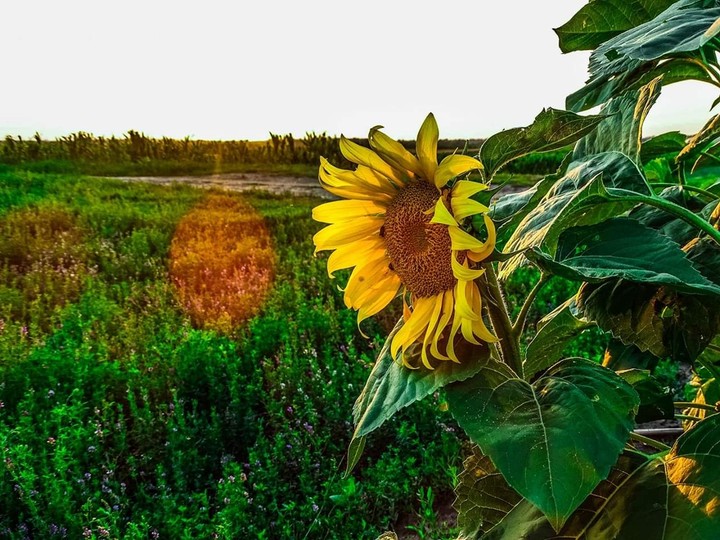 #sun