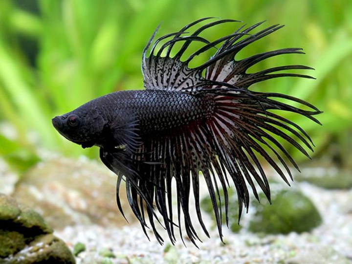Betta Splendens