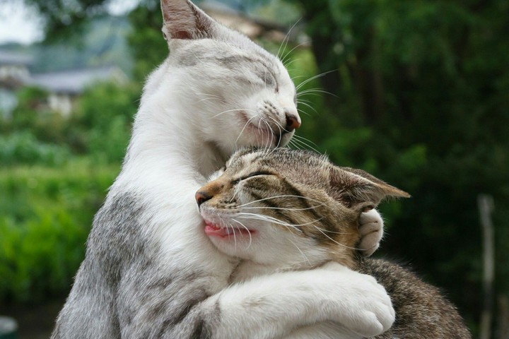 cats