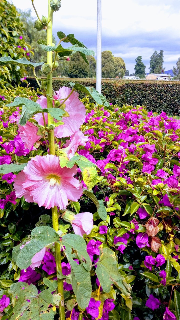 Spring
