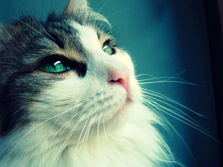 miao 
