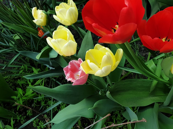 flowers