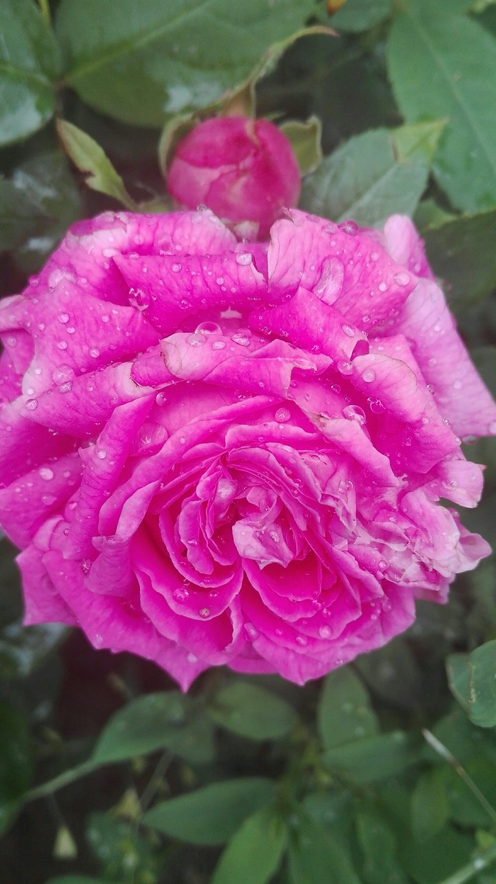 Gül / Roses