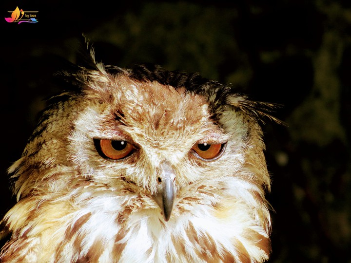 owl