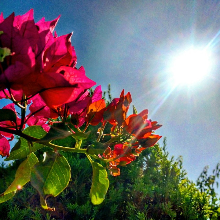 Rising green and sun