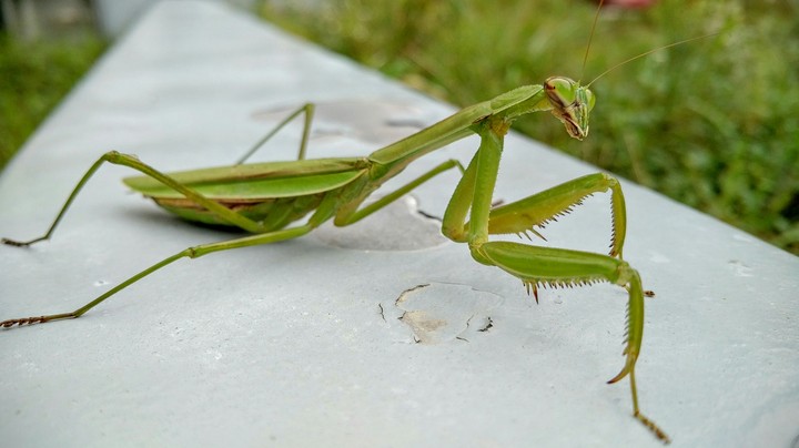 mantis