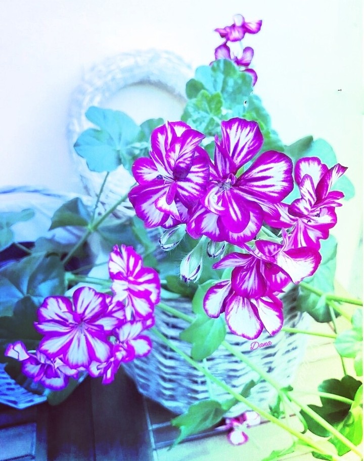 basket flower