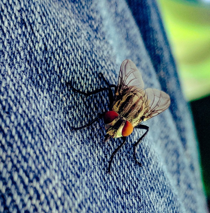 fly down
