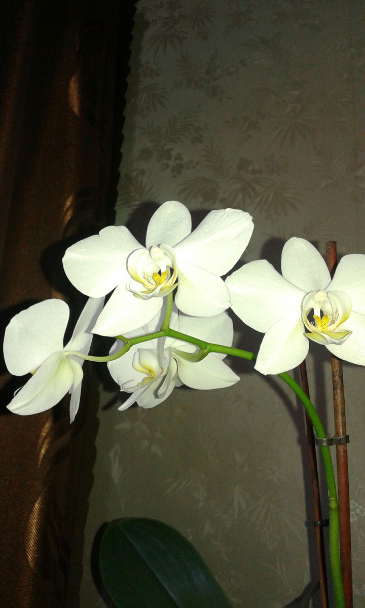 #Flowers