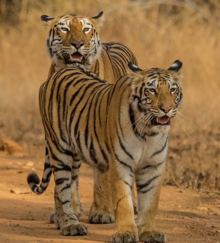 Tigers