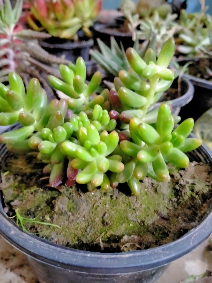 succulent...