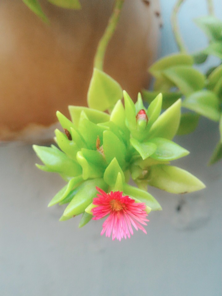 mini flower