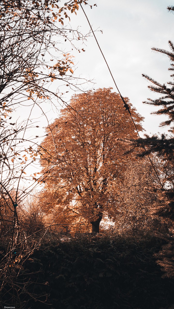 golden tree