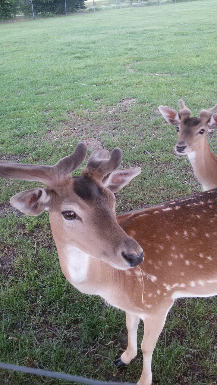 deer