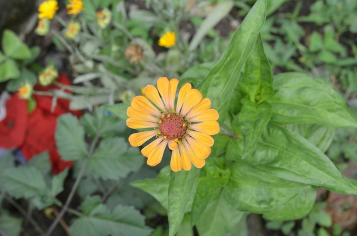 yellow Green