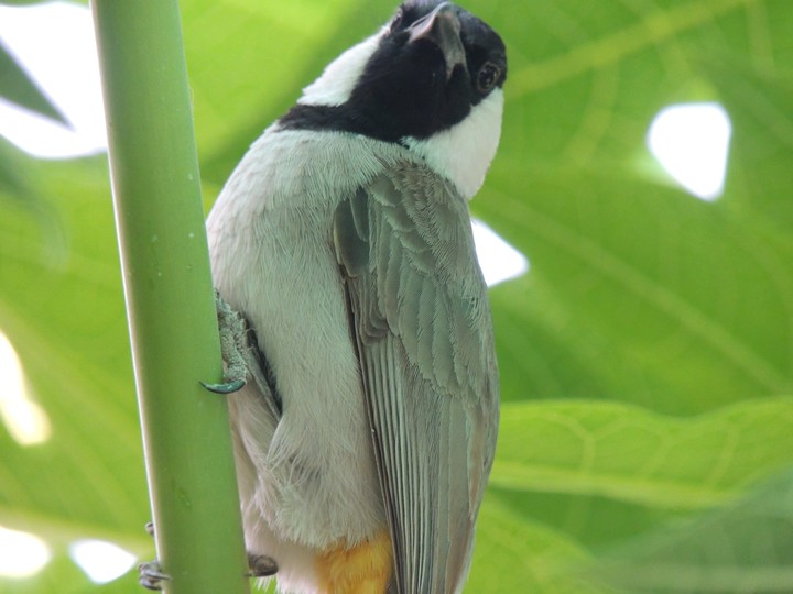 nature's gift birds