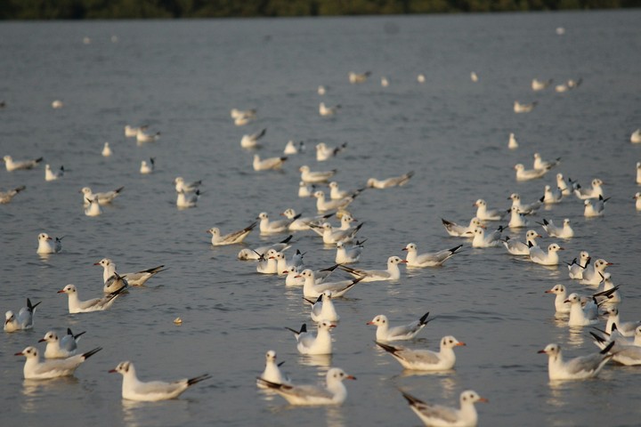 birds
