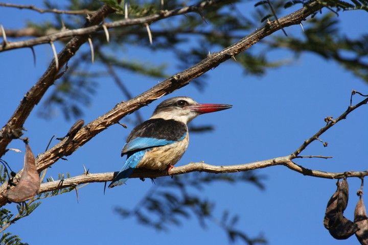 lovely bird