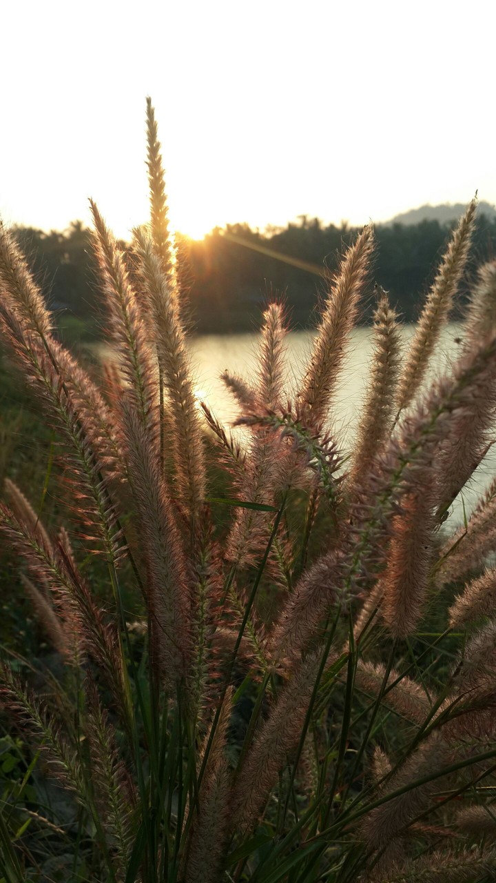 Grass...