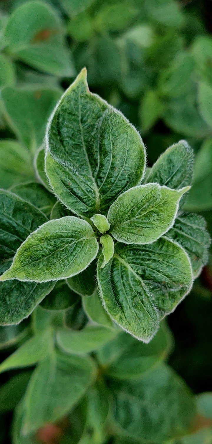 leaf