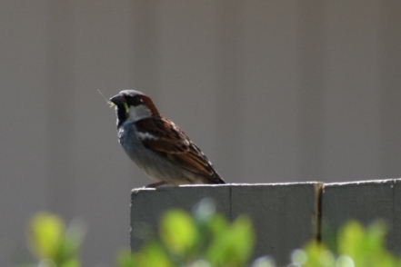 birdy birdy