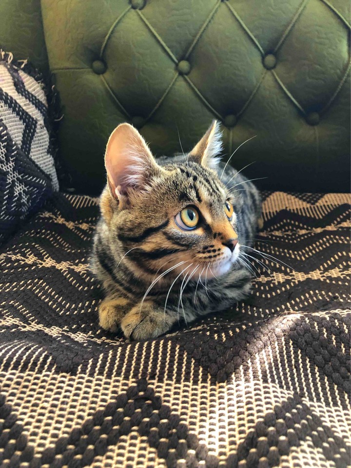 cat