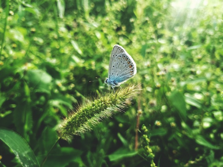 Butterfly and beautiful sun light...