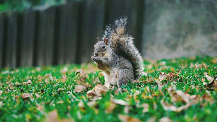 SQUIRREL