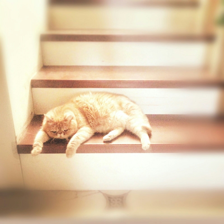 lazy cat